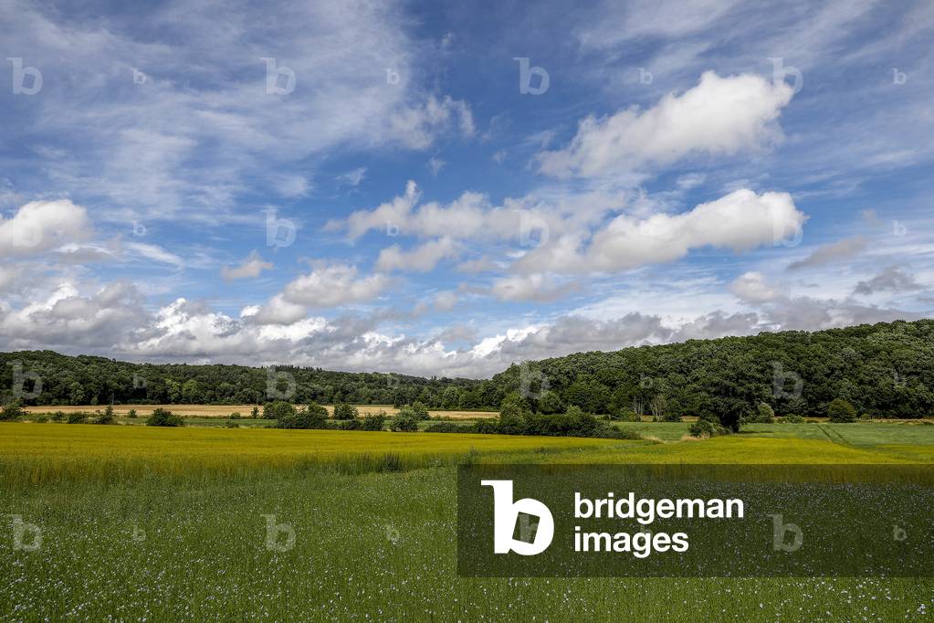Flax field in Eure, France