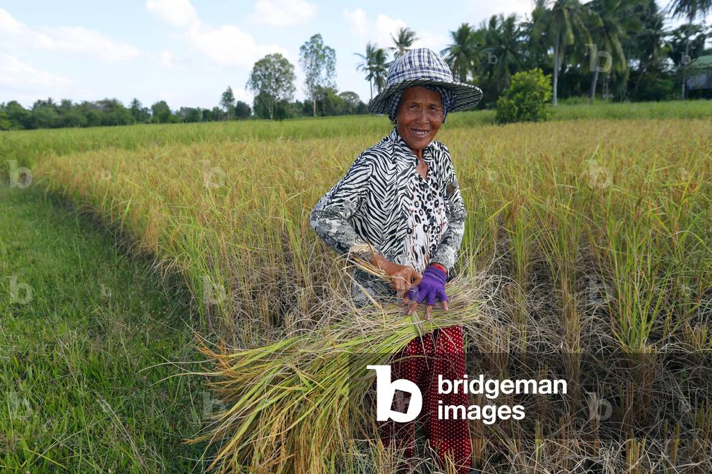 Elderly woman working in rice field, Rice harvest, Kep, Cambodia (photo)