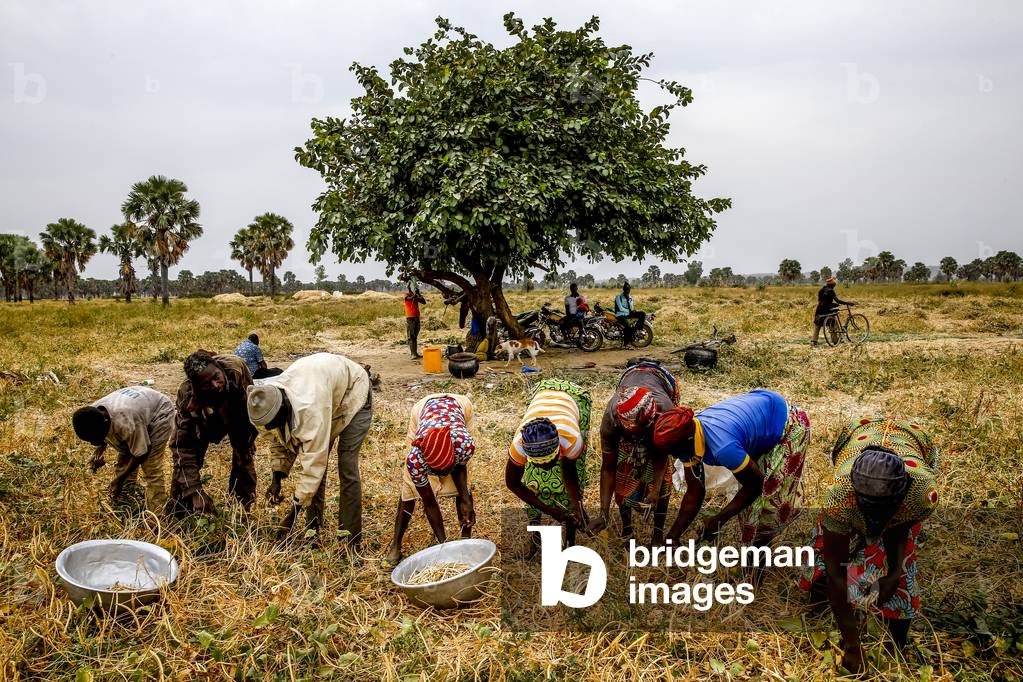 Bean harvest in Djibomben village, North Togo (photo)