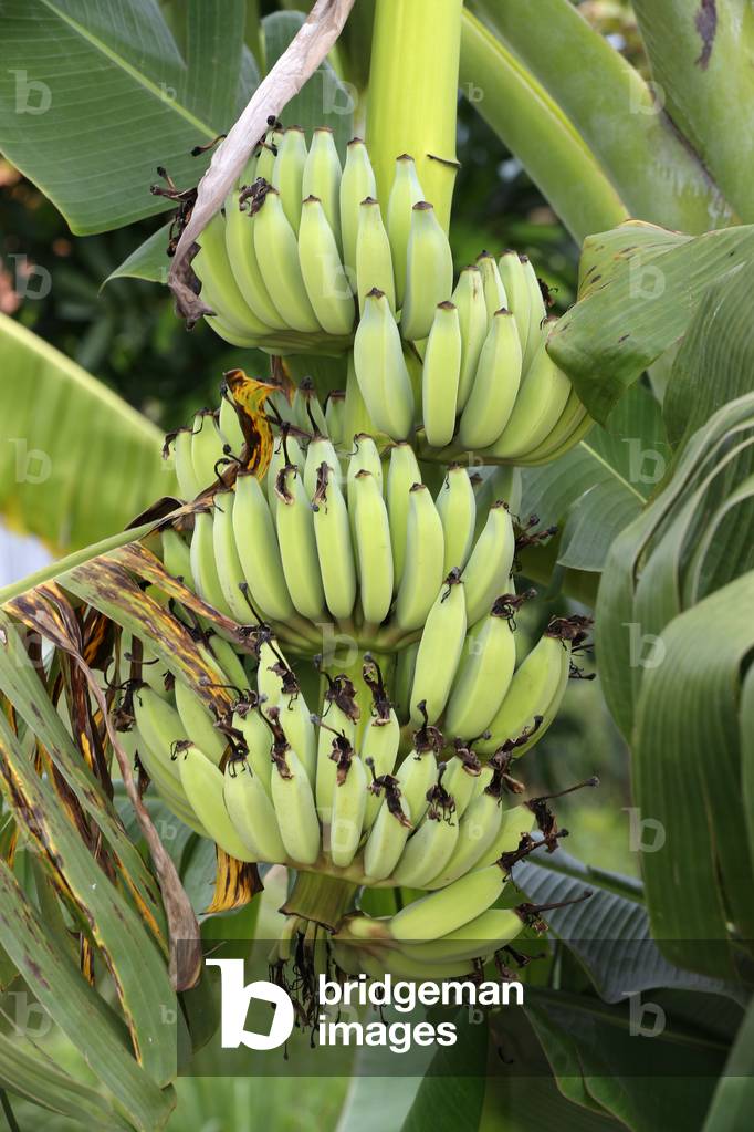 Bananas growing on tree, Plantation, Kep, Cambodia (photo)