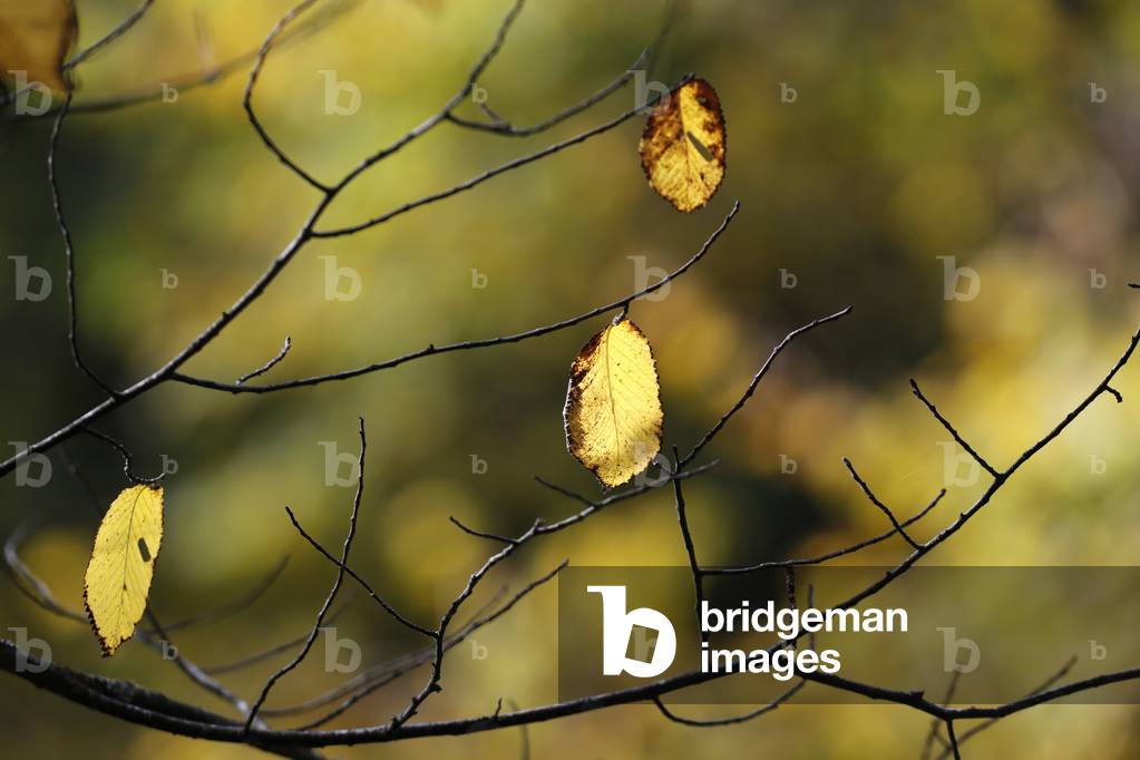 Beautiful colorful leaves on trees in autumn time. Natural seasonal color background. France.