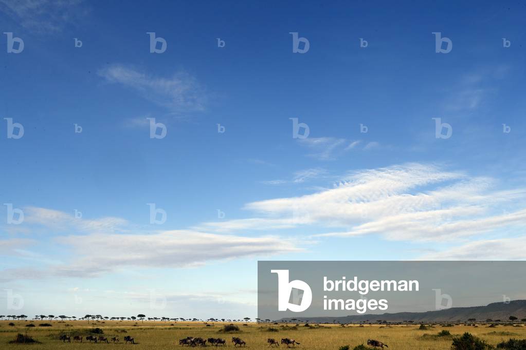 The Masai Mara National Reserve, Kenya, 2019 (photo)