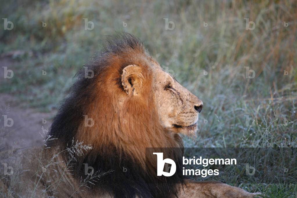 "Sabi Sand Game Reserve; Löwe; Sabi Sand Südafrika"