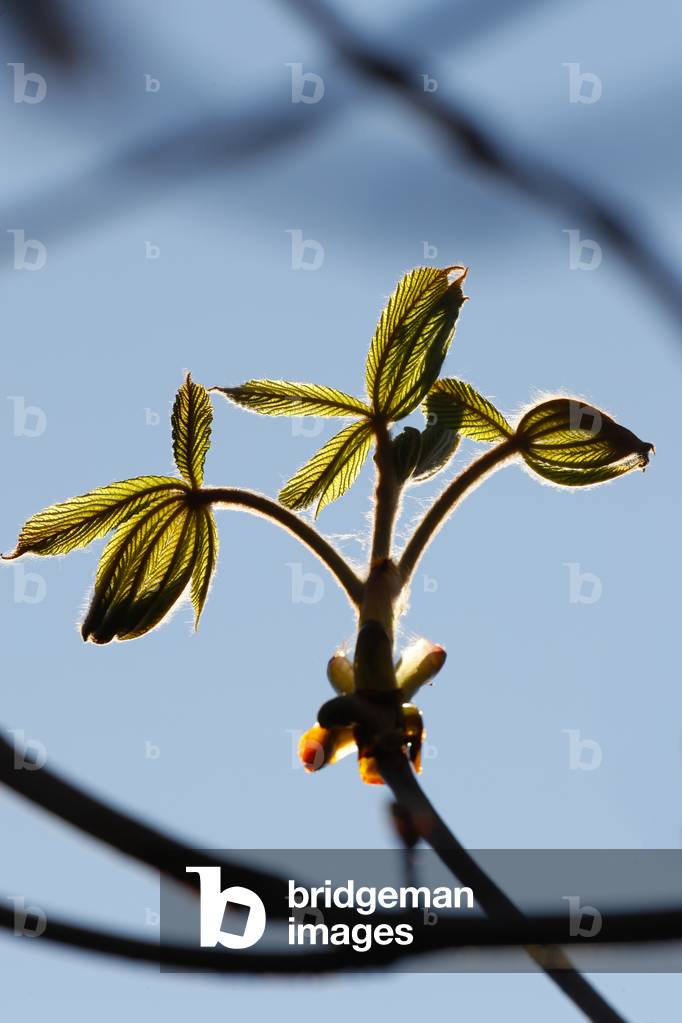 Bud of a chestnut leaf in spring, France, 2020 (photo)