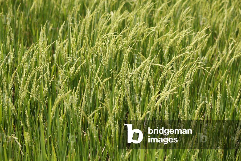Rice field Ko Dach Cambodge