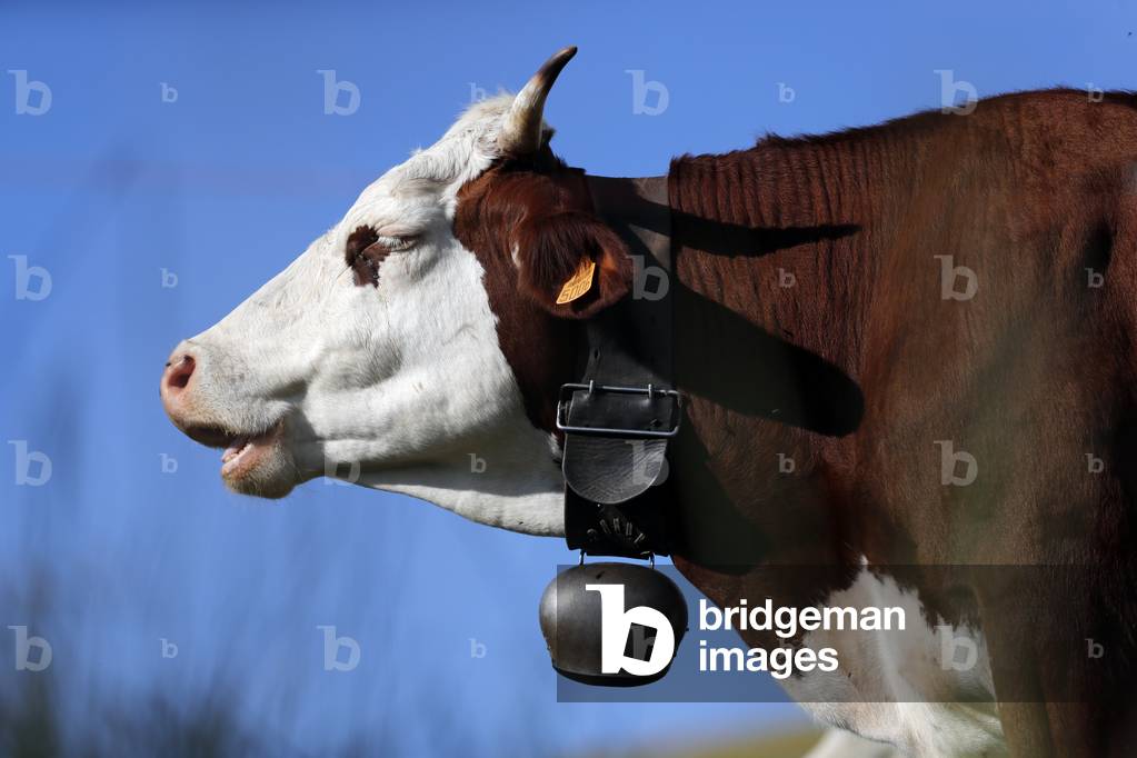 Abondance cow in the french Alps. The milk is tused to produce  cheese such as the reblochon, abondance, and tome. France.