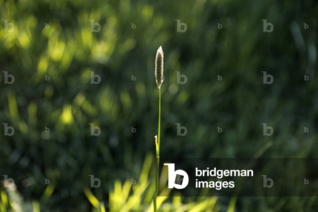Wild grass in Eure, France