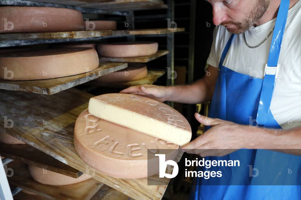 Traditional cheese factory in the french Alps.  Wheels of cheese ( Raclette ) maturing on shelves in storehouse dairy cellar.  France.