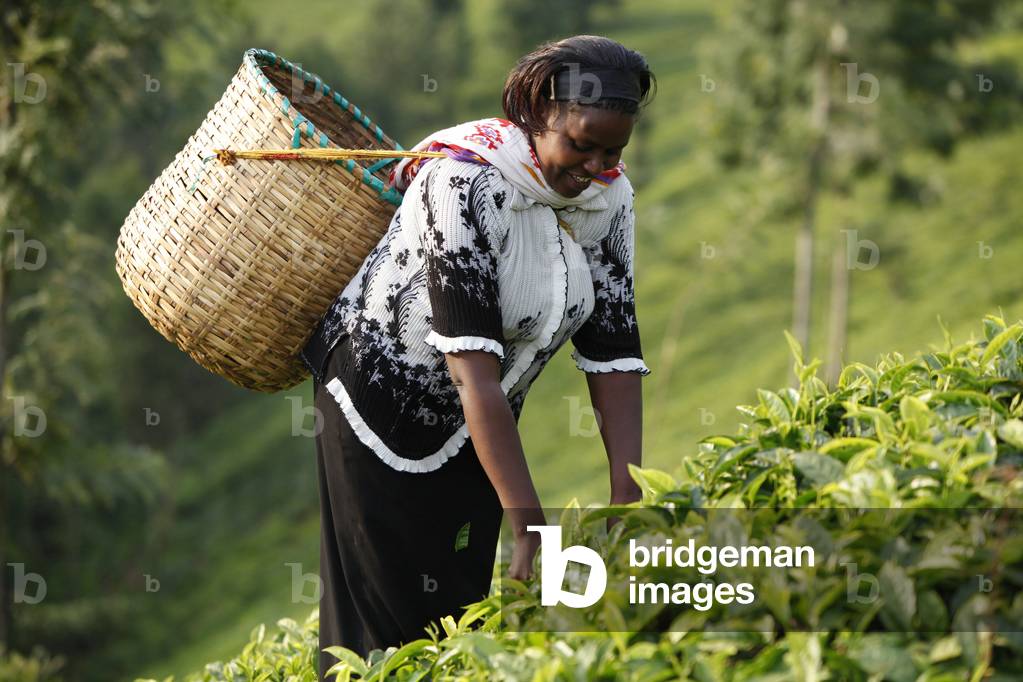 Farmer Polly Mukami (picking tea) is servicing a 80