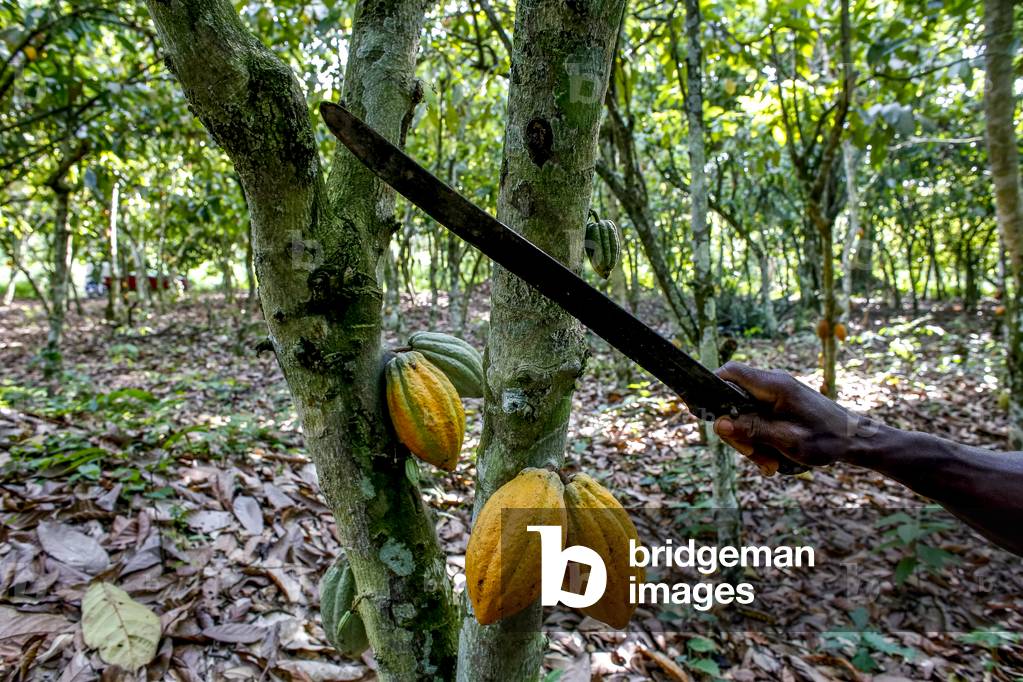 Cocoa harvest in a plantation near Agboville, Ivory Coast,  2017 (photo)