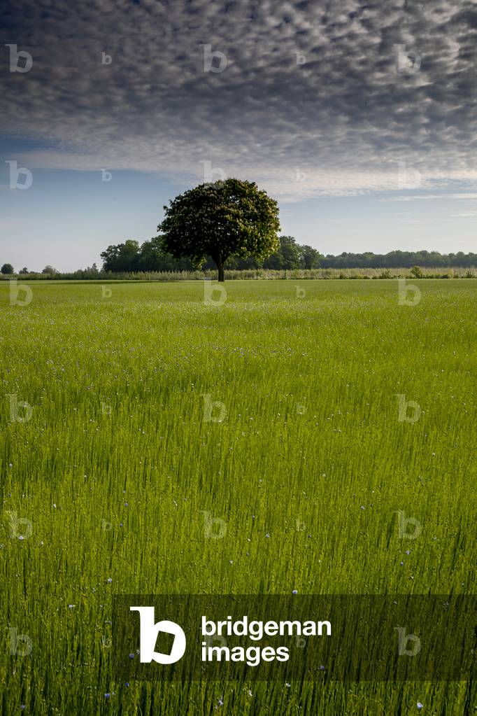 Flax field in Eure, France.