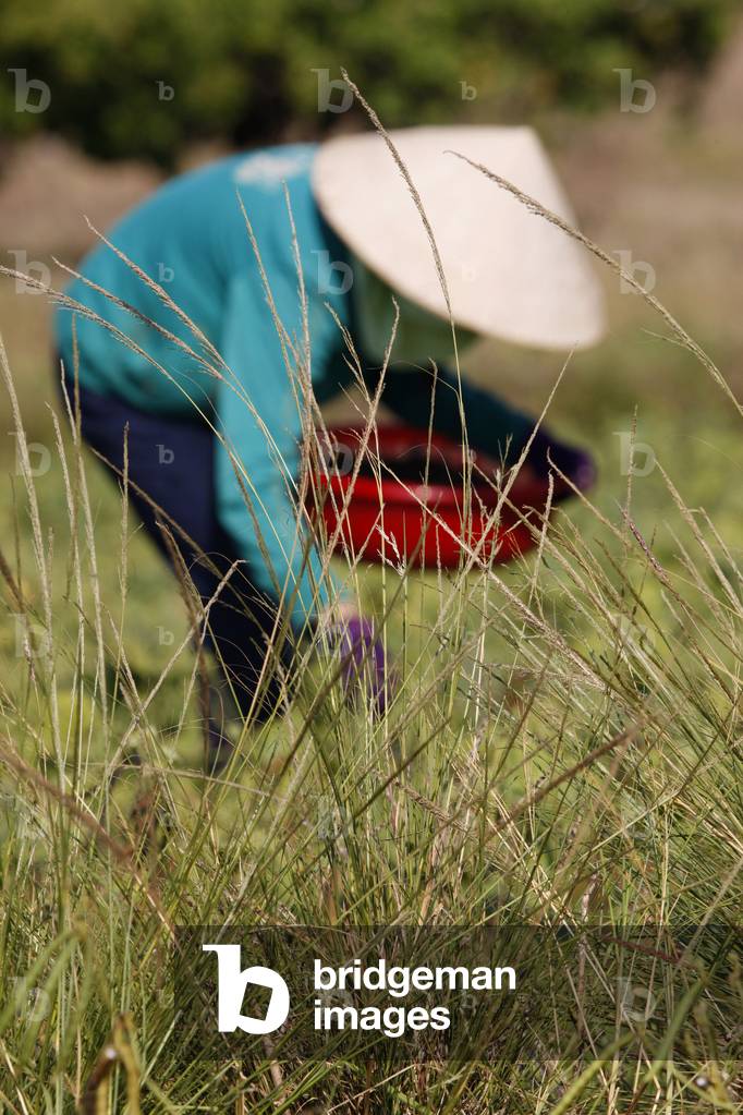Pea harvest, Mui Ne, Vietnam