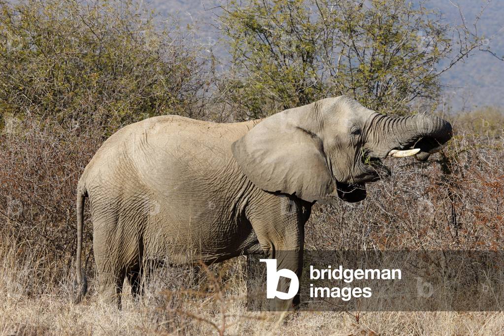 Madikwe game reserve Safari African elephant, Madikwe, South Africa