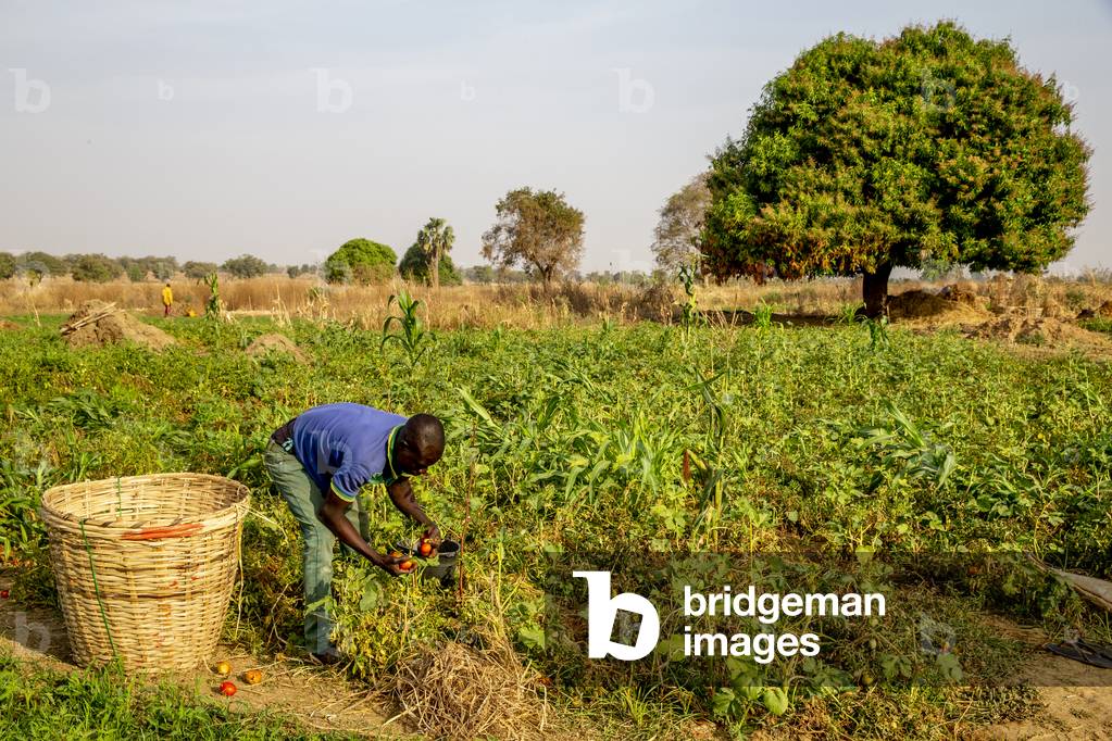 Microfinance client harvesting tomatoes in Namong, Tone district, Togo (photo)