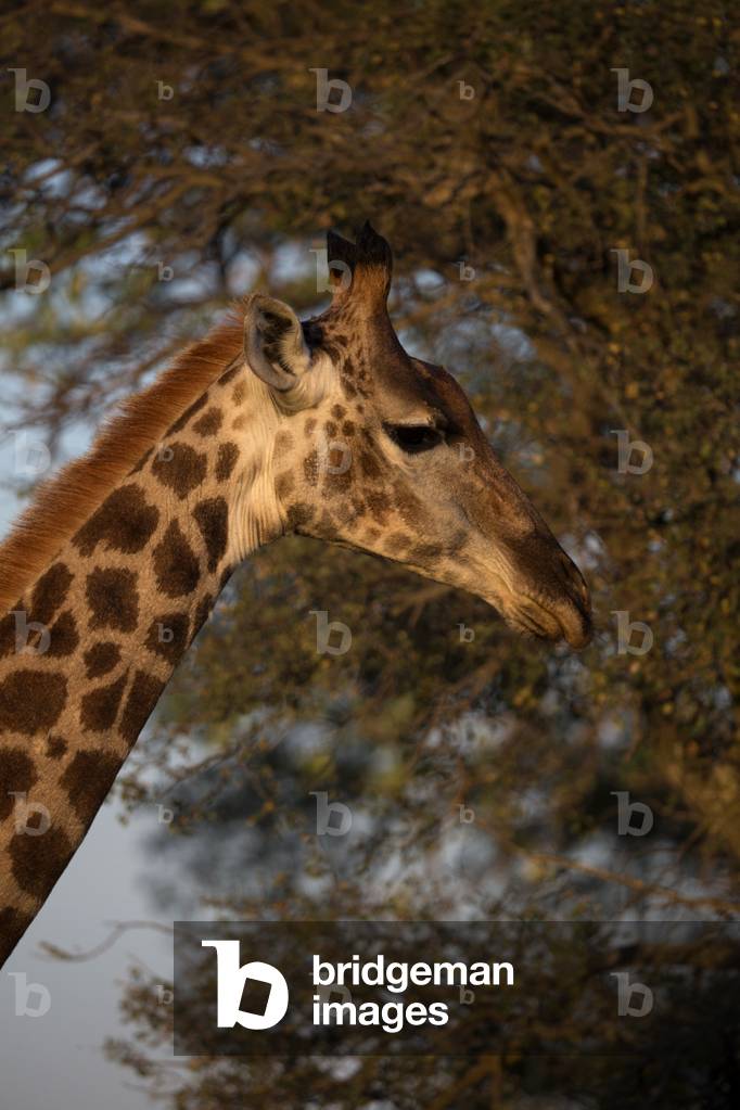 Headshot of giraffe, Kruger National Park, South Africa, 2019 (photo)