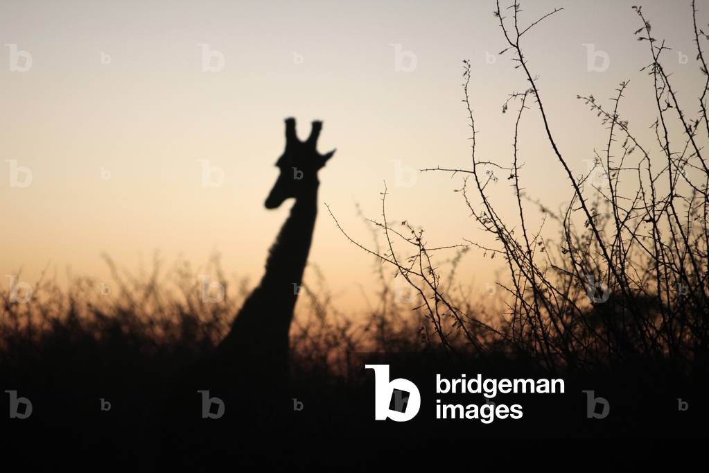 Madikwe game reserve Safari Giraffe at sunset, Madikwe, South Africa