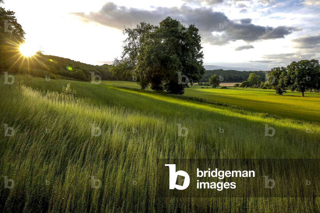 Flax field in Eure, France