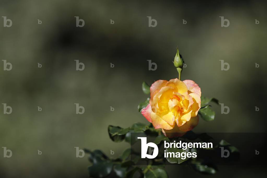 Yellow rose in natural garden. France.