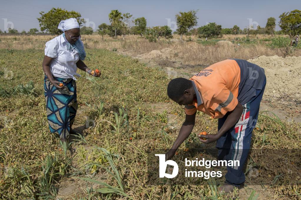 Sister Marie Stella harvesting tomatoes with Amadou, whose wife Marian is dying of AIDS. Near Dapaong, Togo.