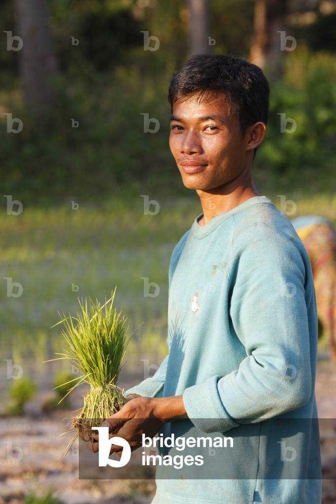 A rice field worker holding rice stalks, Siem Reap, Cambodia