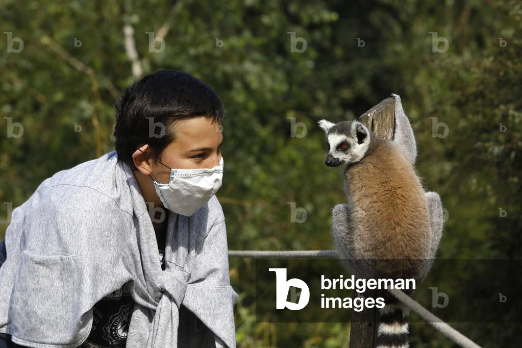Boy looking at a Maki Catta (LEMUR CATTA) in Thoiry zoo park, France