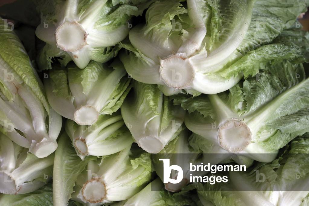 20151022, Abu Dhabi, United Arab Emirates : Mina Fruit and Vegetable Market[, Abu Dhabi. Fresh salad
