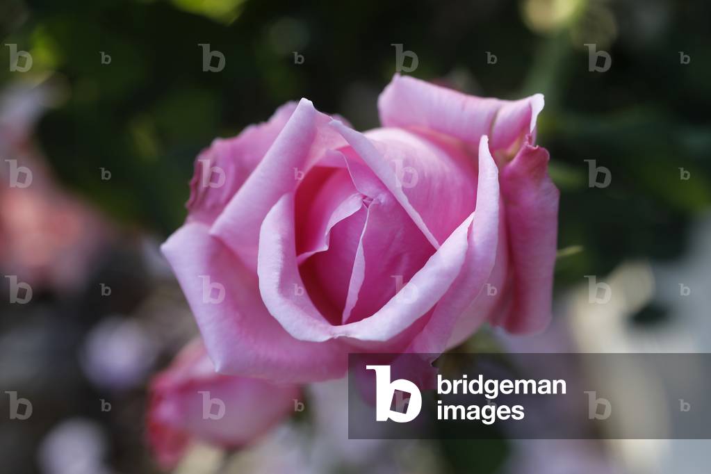Rose in Eure, France