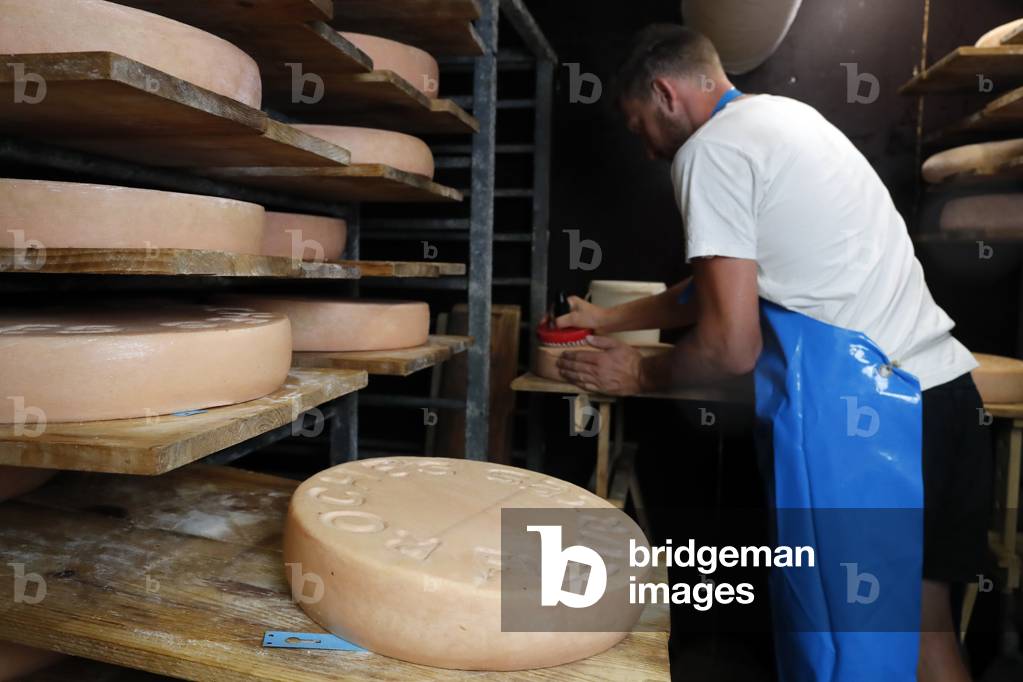 Traditional cheese factory in the french Alps.  Wheels of cheese ( Raclette ) maturing on shelves in storehouse dairy cellar.  France.