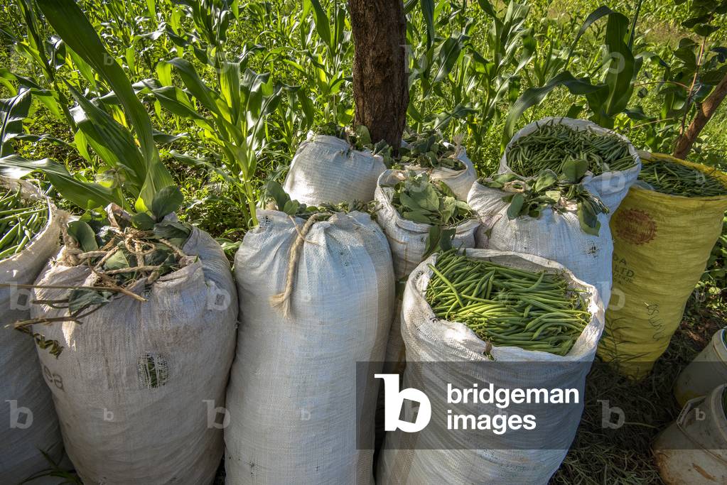 Bean harvest in Machakos, Kenya (photo)