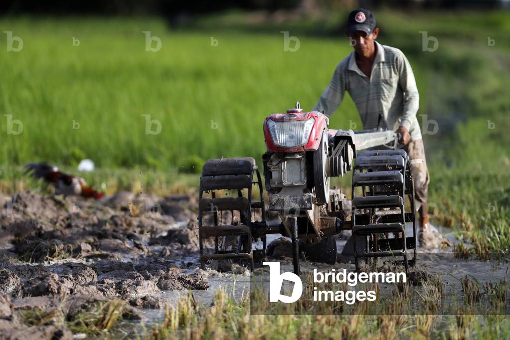 Asian farmer plowing rice field with a tractor, Kep, Cambodia, 2019 (photo)