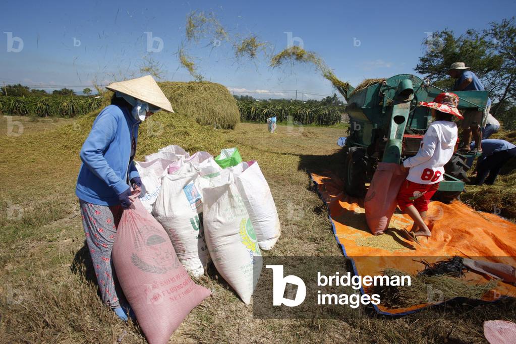Rice threshing, Mui Ne, Vietnam