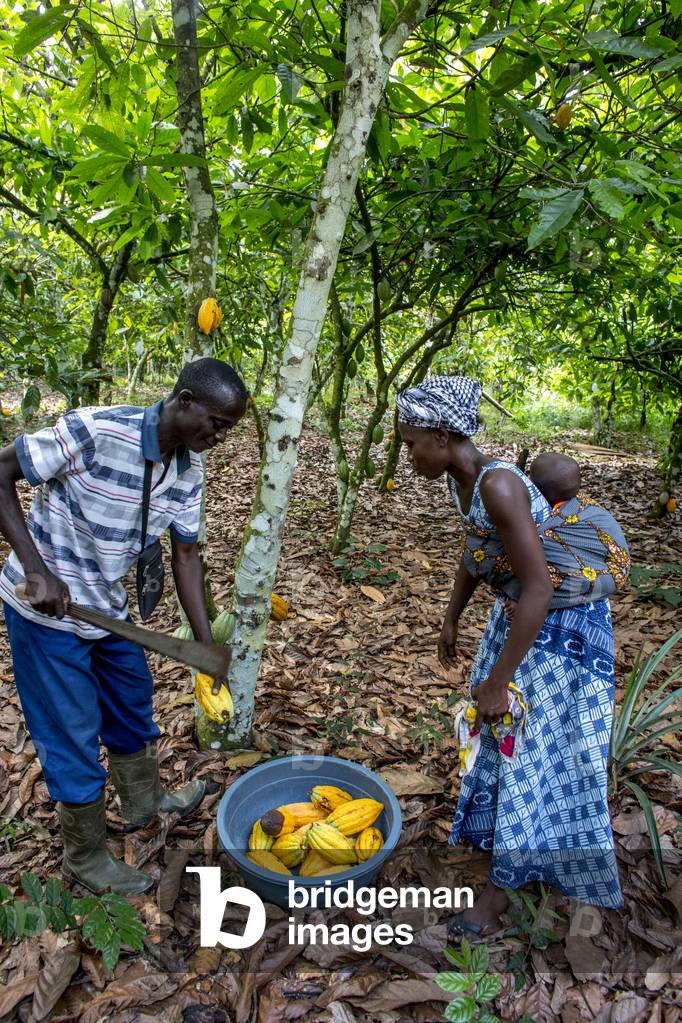 Cocoa planters harvesting in their plantation near Agboville, Ivory Coast,  2017 (photo)
