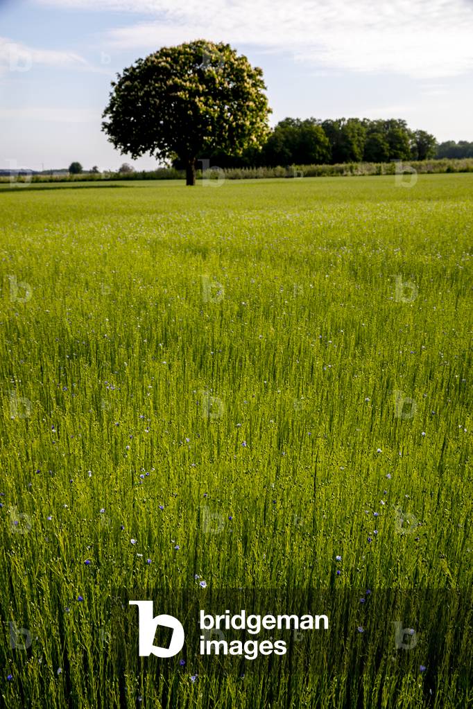 Flax field in Eure, France.