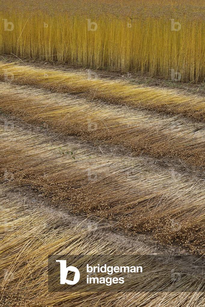 Flax field in Eure, France.