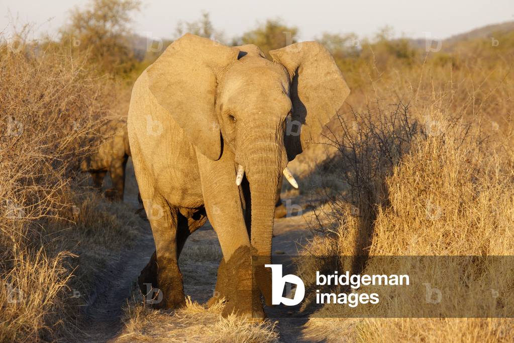 Madikwe game reserve Safari African elephants, Madikwe, South Africa
