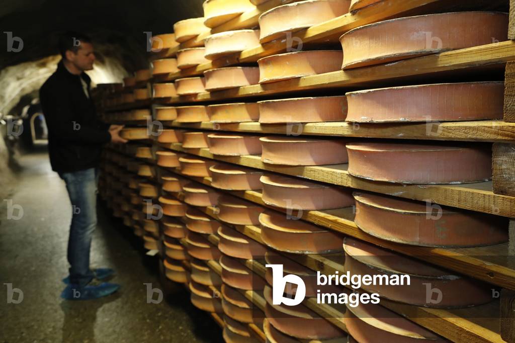 Artisanal Beaufort cheese in refining in a traditional cellar,  Rognaix, France,  2018 (photo)