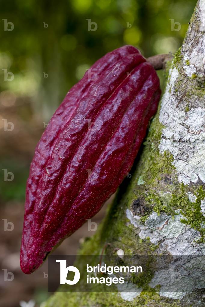 Ivory Coast, New cocoa pod on tree, Africa (photo)