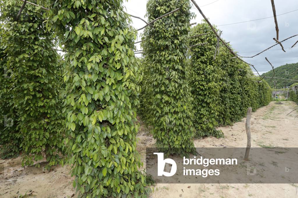 Pepper cultivation, Kep, Cambodia (photo)