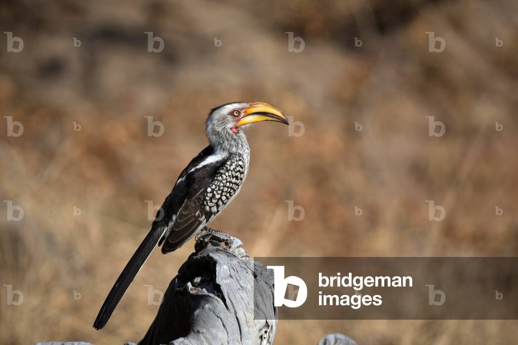 Hornbill  ( Bucerotidae ) on tree,  Kruger National Park, South-Africa, 2018 (photo)