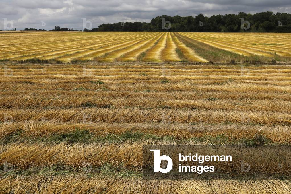 Flax field in Eure, France.
