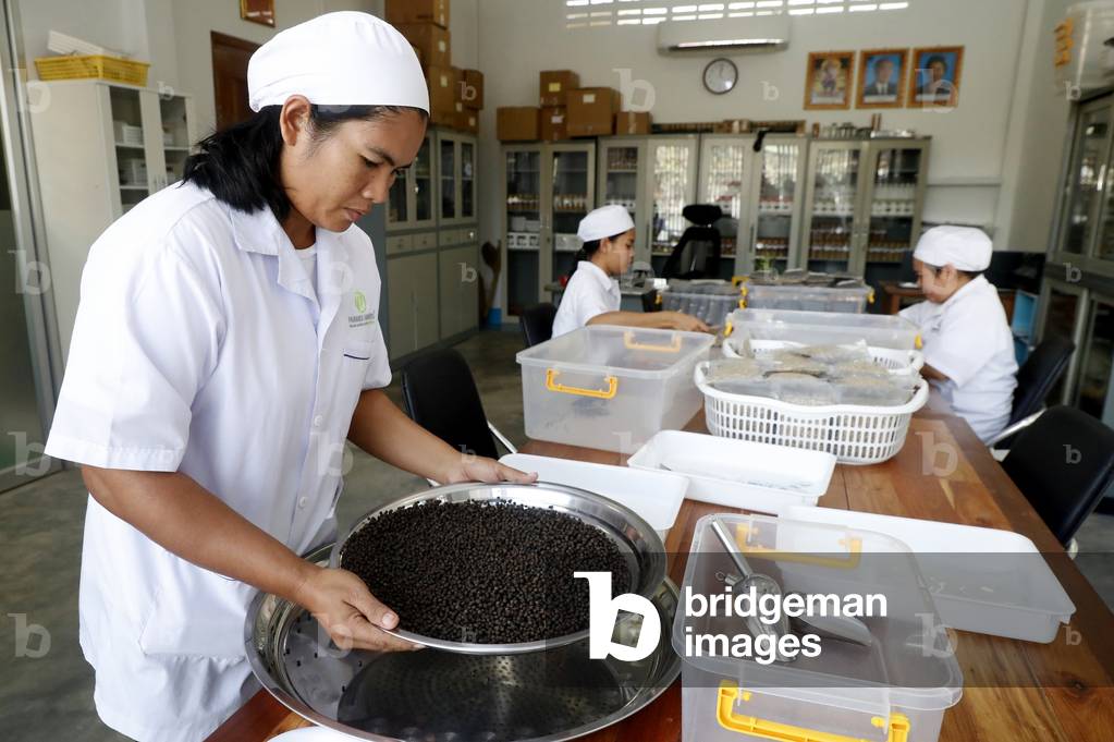 Workers preparing Kampot black pepper, Paradise Gardens, Cambodia (photo)