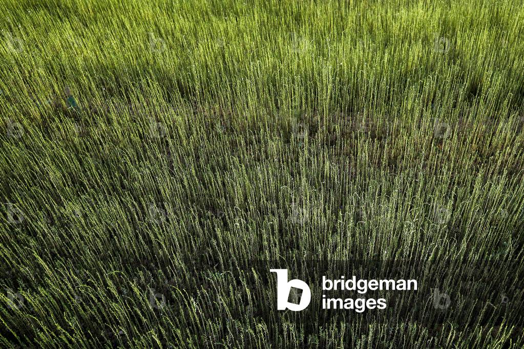 Flax field in Eure, France
