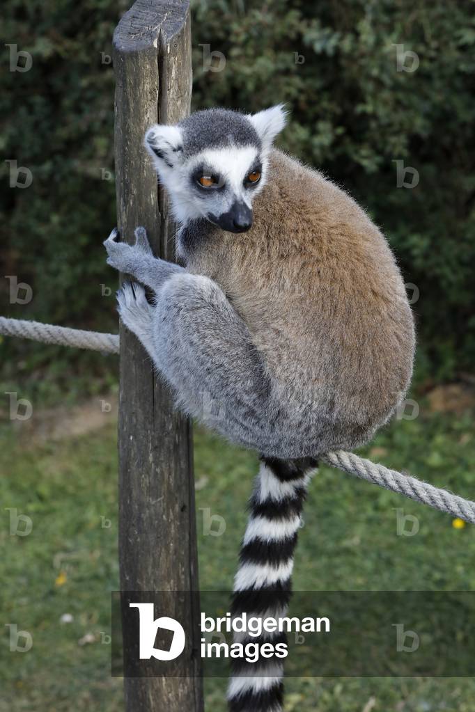 Maki Catta (LEMUR CATTA) in Thoiry zoo park, France