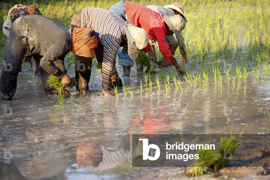 Farmers Planting Rice in Cambodia., Siem Reap, Cambodia