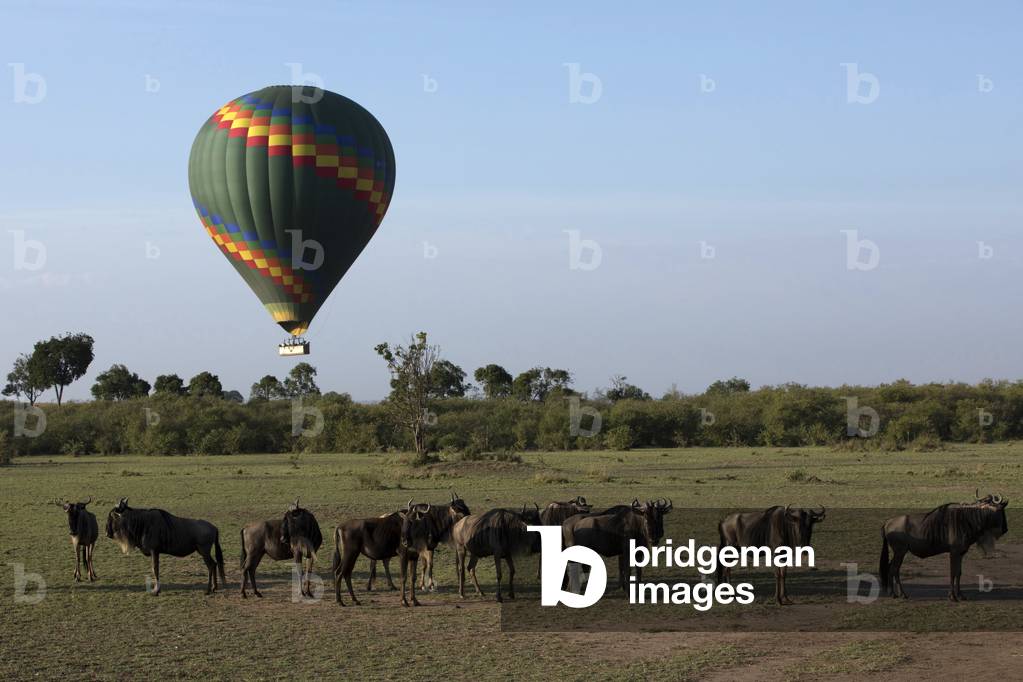 Hot air balloon safari at the Masai Mara in the morning, Masai Mara National Park, Kenya (photo)
