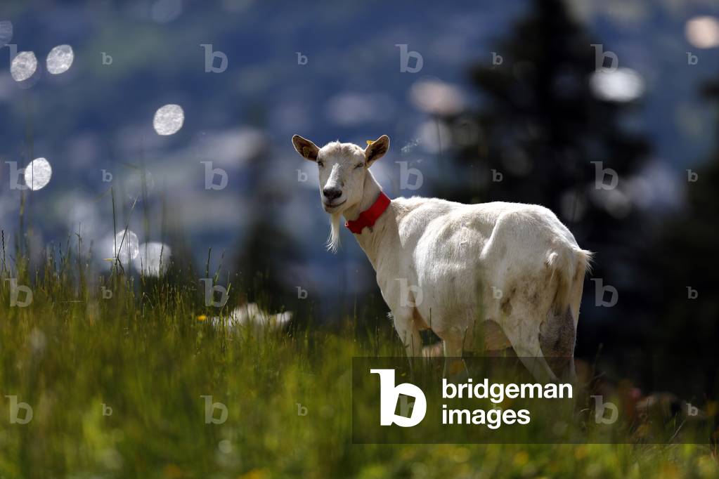 Goat farm in the french Alps.  France.