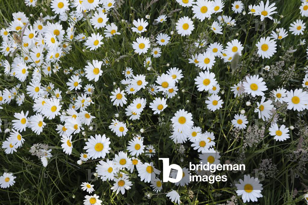 Daisies in Eure, France