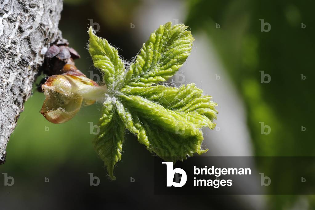 Bud of a chestnut leaf in spring, France, 2020 (photo)