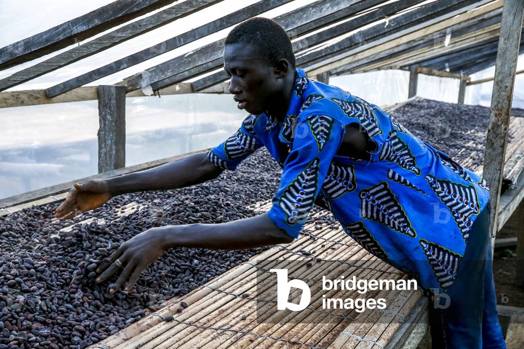 Cocoa drying near Agboville, Ivory Coast, 2017 (photo)