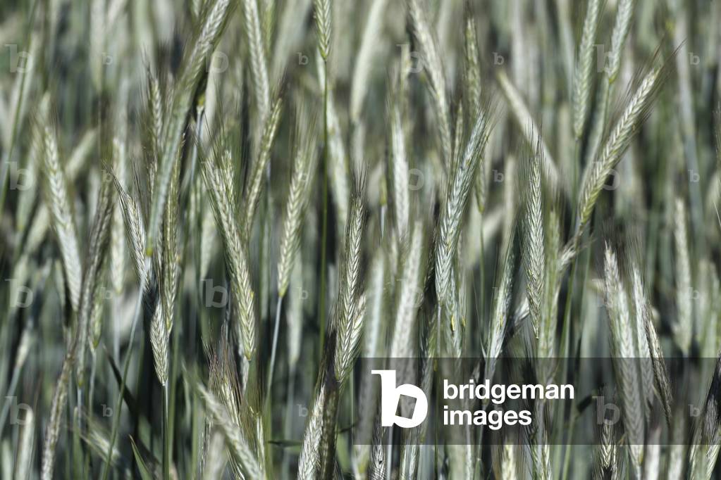A field of wheat ready to ripen for harvest, Passy, France, 2020 (photo)